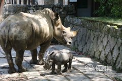 怀胎十六月 华东唯一白犀牛宝宝