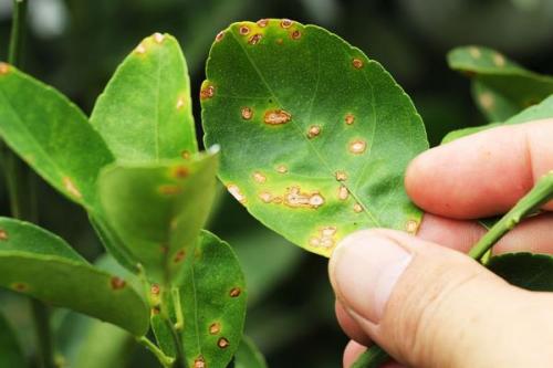 柑橘绿化病病原菌对昆虫载体具有肠道扭曲作用