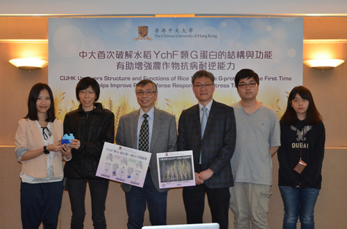 香港中文大学破解水稻基因G蛋白提升水稻抗病害能力