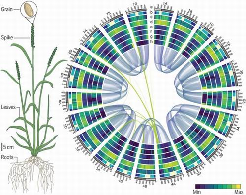 多国合作编纂“小麦字典”：六倍体小麦基因测序完成