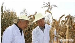 谁是国内杂交玉米培育的领先人物?