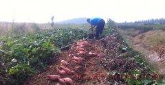品牌战略提升农产品价值 即墨地瓜卖出“猪肉价”