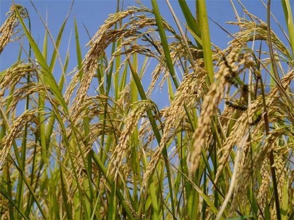 【科研】这种农药“精准打击”水稻害虫，又不污染环境，你知道吗？