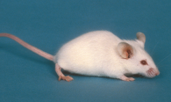 小鼠抗体 图 1