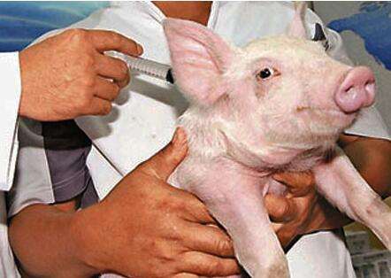 猪疫苗.jpg