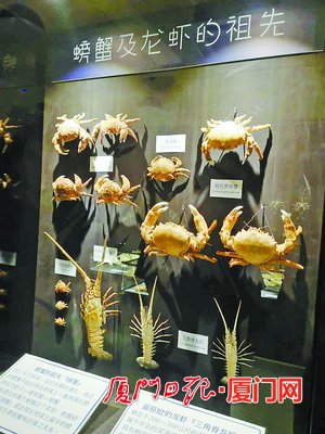 博物馆给每种螃蟹都配了说明。