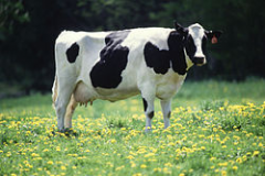 对奶牛进行基因改造：可抵抗结核病