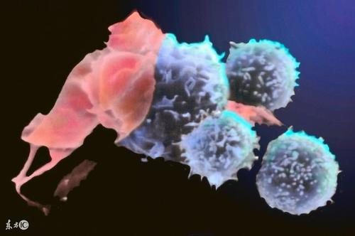 癌细胞的蛋白质吐出促进肿瘤生长