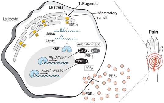 Science：靶向白细胞中的IRE1α–XBP1信号通路抑制前列腺素合成，改善疼痛治疗