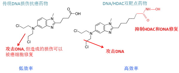 上海生科院合作研发新型高效DNA/HDAC双靶点抗癌药物