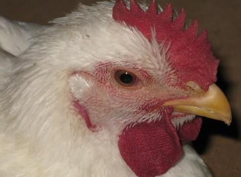 病毒基因组分析辅助家禽疾病控制