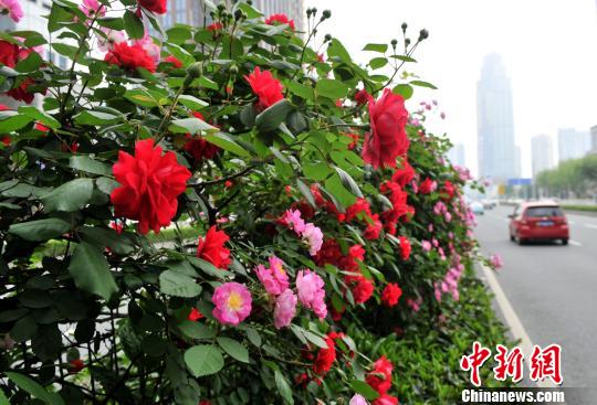 武汉街头盛开的月季花(资料图)。武汉市园林和林业局供图