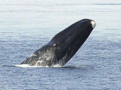 北极露脊鲸的歌单曲目过百