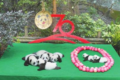 四川成都：7只新生大熊猫集体亮相