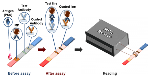 Biosens Bioelectron：利用免疫磁性试纸条高灵敏度定量检测血液