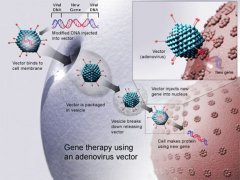 人类基因治疗的重新定位新的和改进的腺病毒载