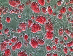 研究人员确定干细胞生产中关键的蛋白质