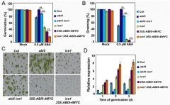 ABI5转录复合物调控植物ABA激素信号转导及种子萌