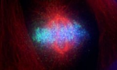 Cell：新发现！科学家揭示癌症药物紫杉醇的作用机制！