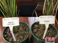 上海学者开辟水稻广谱抗病育种新途径
