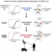 H4亚型禽流感病毒适应人的分子机制和跨种间传播预警预测研究获进展