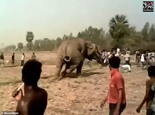 印度一村民扔东西挑衅大象 差点被愤怒大象踩死