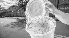 转基因蚊研究遭科学家质疑