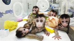 世界首例生物节律紊乱体细胞克隆猴模型诞生