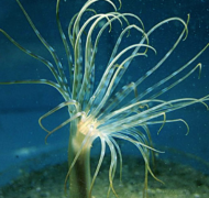 管海葵具有最大的线粒体基因组测序