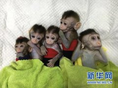 世界首批体细胞克隆疾病模型猴在中国诞生（图）