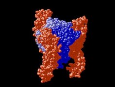 抗体结构已发布到蛋白质数据库中
