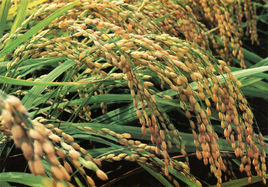 1994年5月3日，世界首创转基因水稻在安徽合肥市