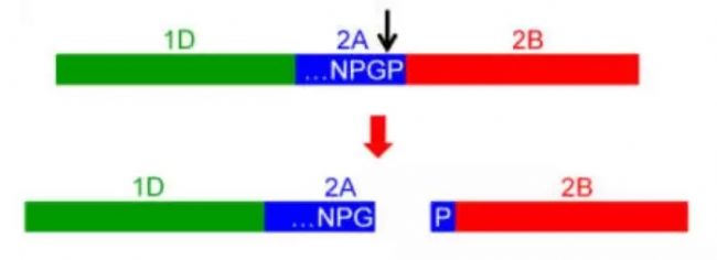 IRES 与 2A peptide在同时表达多个目标基因中的应用
