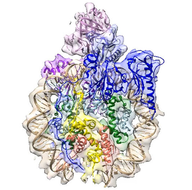 Nature：从结构上揭示FACT蛋白操纵核小体机制