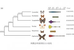昆明动物所在蝴蝶基因组大小进化方面取得新进