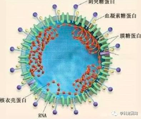 关于新型冠状病毒高考考点 万一考到了呢？