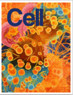 Cell：热休克诱发细胞内蛋白质聚集的分子机理
