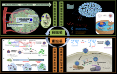 王浩课题组在“体内自组装”多肽药物领域取得系列新进展
