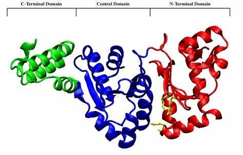 bioRxiv：核苷酸类似物可以抑制SARS-CoV聚合酶