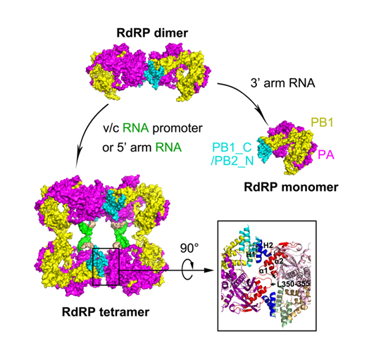 科学家揭示A型流感病毒RNA聚合酶复合体的三维冷冻电镜结构