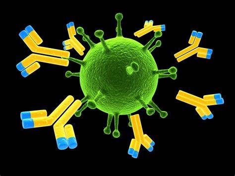 研究人员开发出抗体，在新型冠状病毒侵入细胞之前将其“中和”