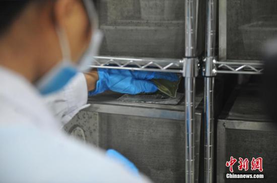 资料图：实验室科技人员使用动物血液培育蚊子。 中新社记者 黄卓贤 摄
