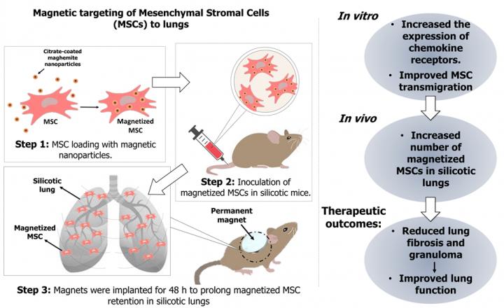 磁引导提高了干细胞治疗职业性肺疾病的能力