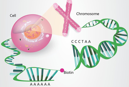 单细胞测序再创新突破，安诺基因建立国内首家基因组与转录组平行测序技术平台