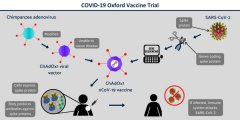 英国和德国首次批准新冠病毒疫苗进入人体临床