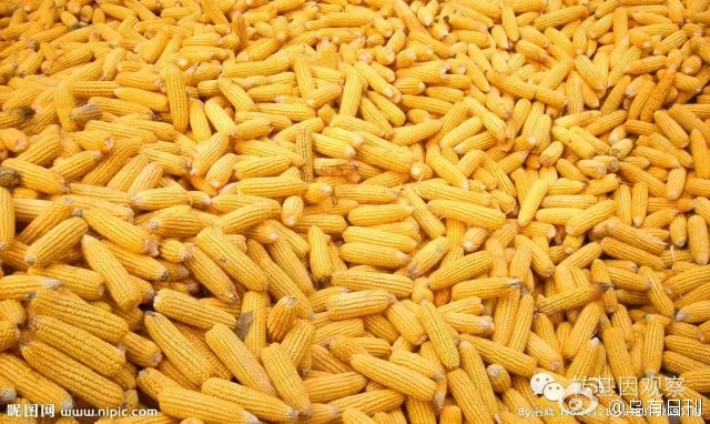 中国农科院专家：金庆种业是转基因玉米最大的