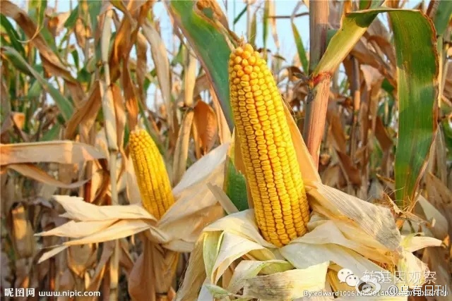 中国农科院专家：金庆种业是转基因玉米最大的
