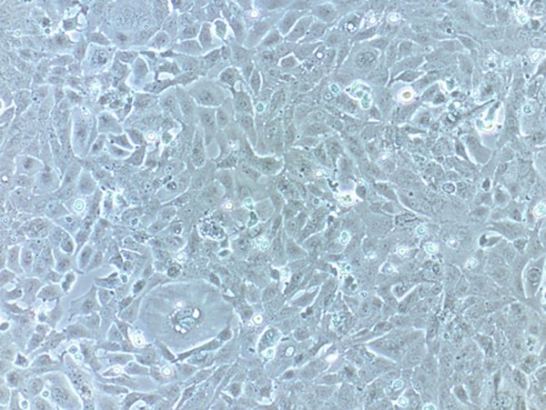 HL-1细胞图片