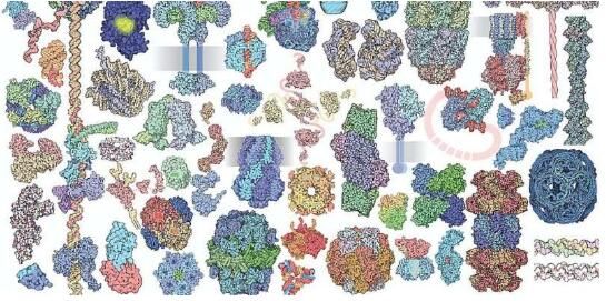 科学家揭开蛋白质的奥秘及其在机体中扮演的关键角色！