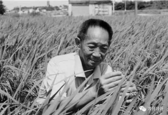 晚年袁隆平：中国转基因水稻研究的先行者